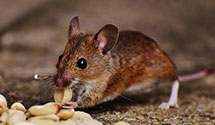 lawn-and-garden-pest-control Experts in University Pl